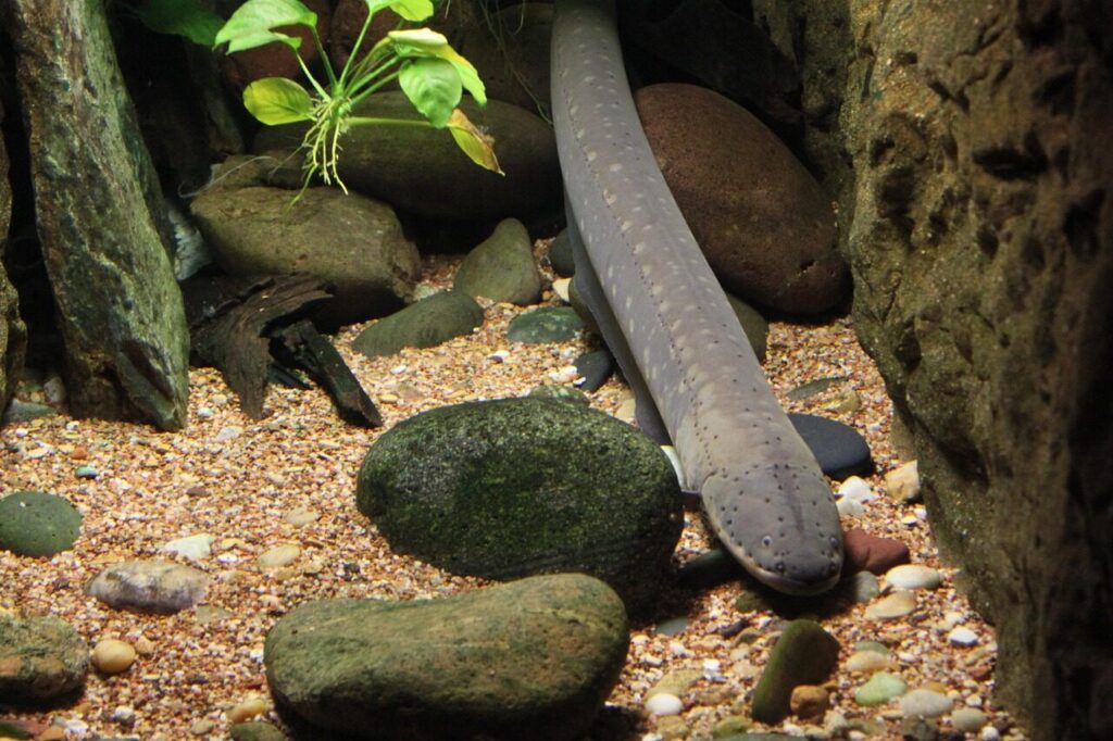 eel, fish, underwater, aquarium, tropical, marine, aquatic, coral, reef, exotic, swimming, tank, swim, saltwater, nature, undersea, vibrant, ecosystem, habitat, natural, tropics, brown fish, brown fishing