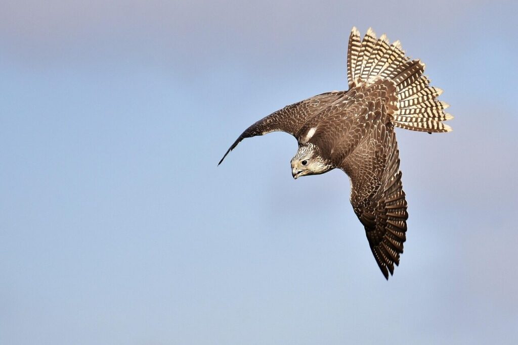 falcon, birds of prey, bird, wild animal, nature, feathers, plumage, wildlife, raptor, falconry, beak, animal portrait, animal, wildpark poing, falcon, falcon, falcon, falcon, falcon