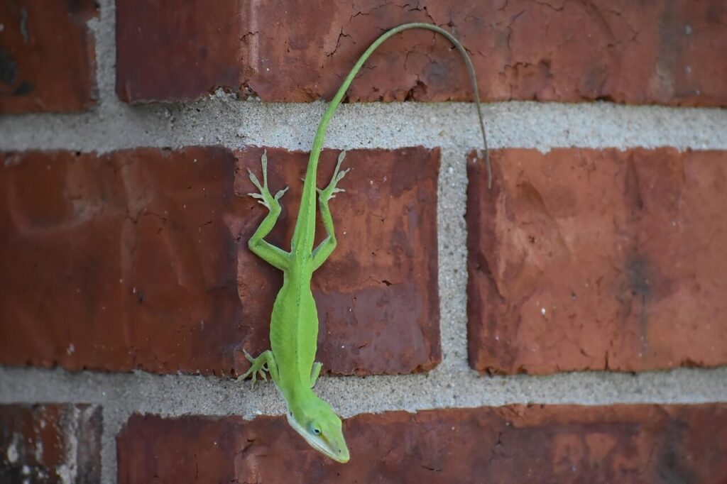 gecko, lizard, animal, nature, reptile, wildlife, green, outdoors
